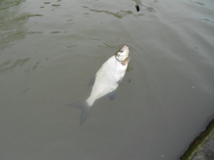 A cold water bream about to hit the net